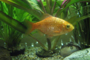 Fire barbus: akvárium rezidens